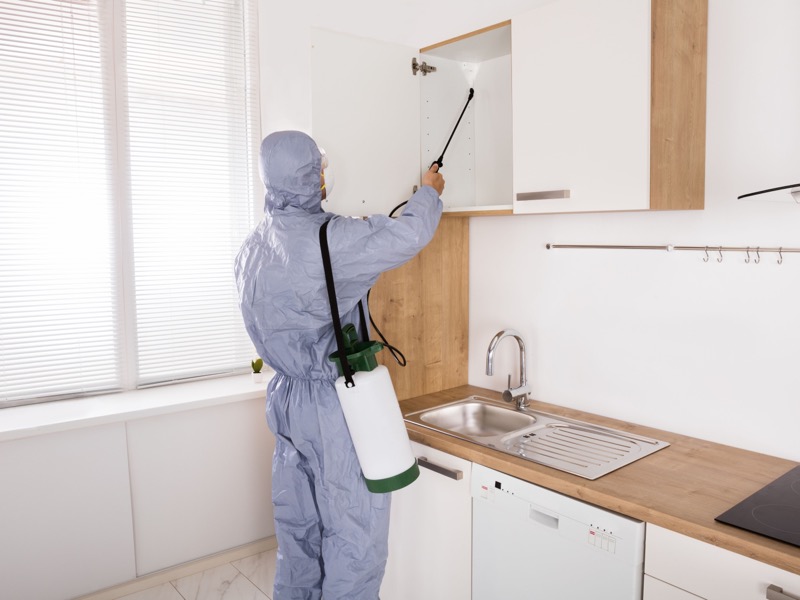Insektenbekämpfung Service